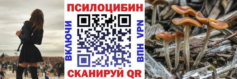 где купить   Хвалынск  Псилоцибиновые грибы Cubensis 